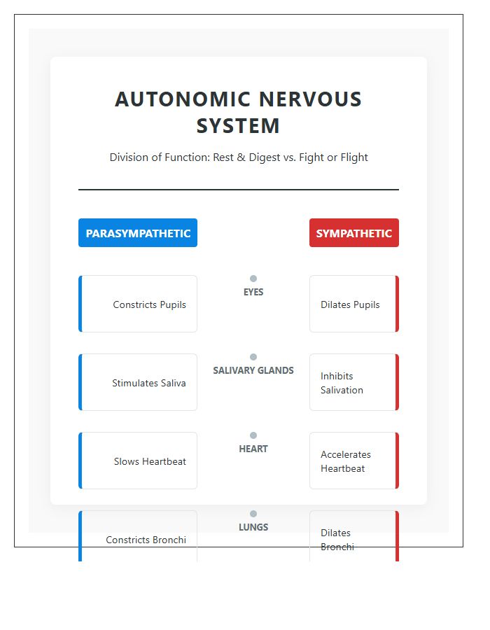 Autonomic Nervous System Diagram Printable Education Chart