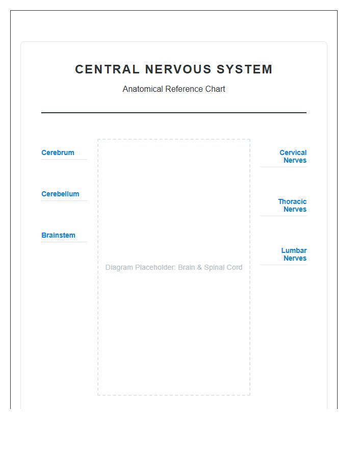Central Nervous System Diagram Printable Reference Chart