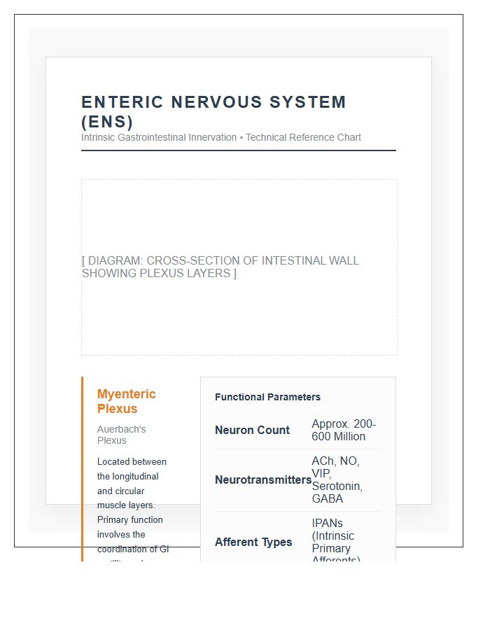 Enteric Nervous System Diagram Printable Technical Chart