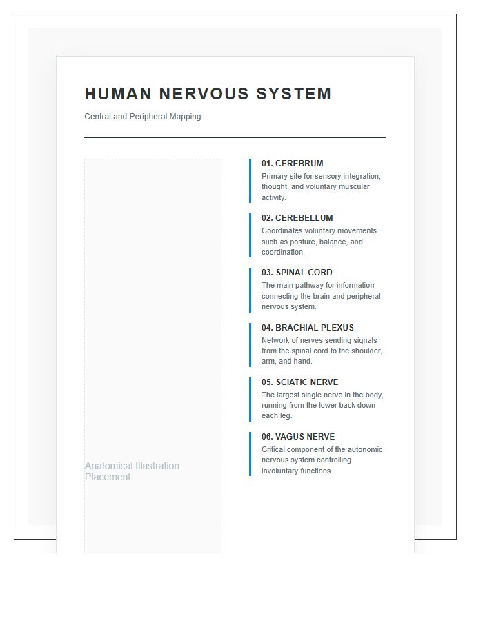 Human Nervous System Map Printable Anatomical Chart