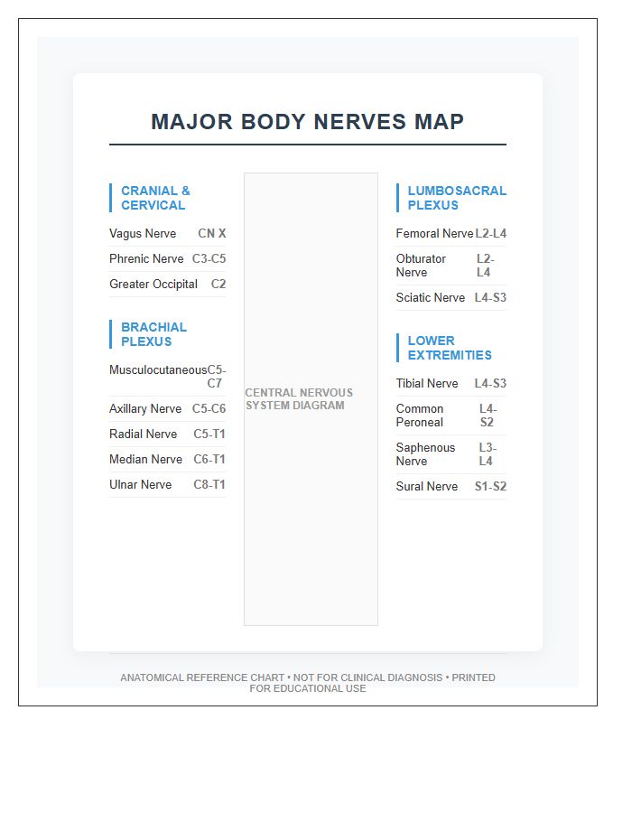 Major Body Nerves Map Printable Visual Chart