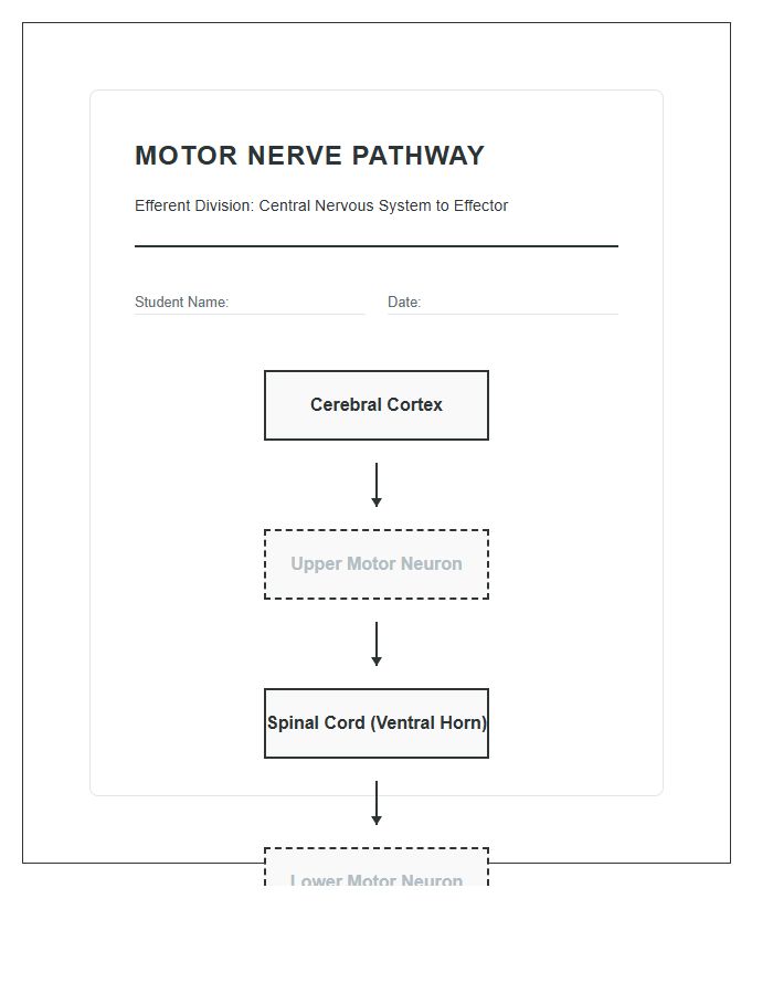 Motor Nerve Pathway Diagram Printable Student Chart