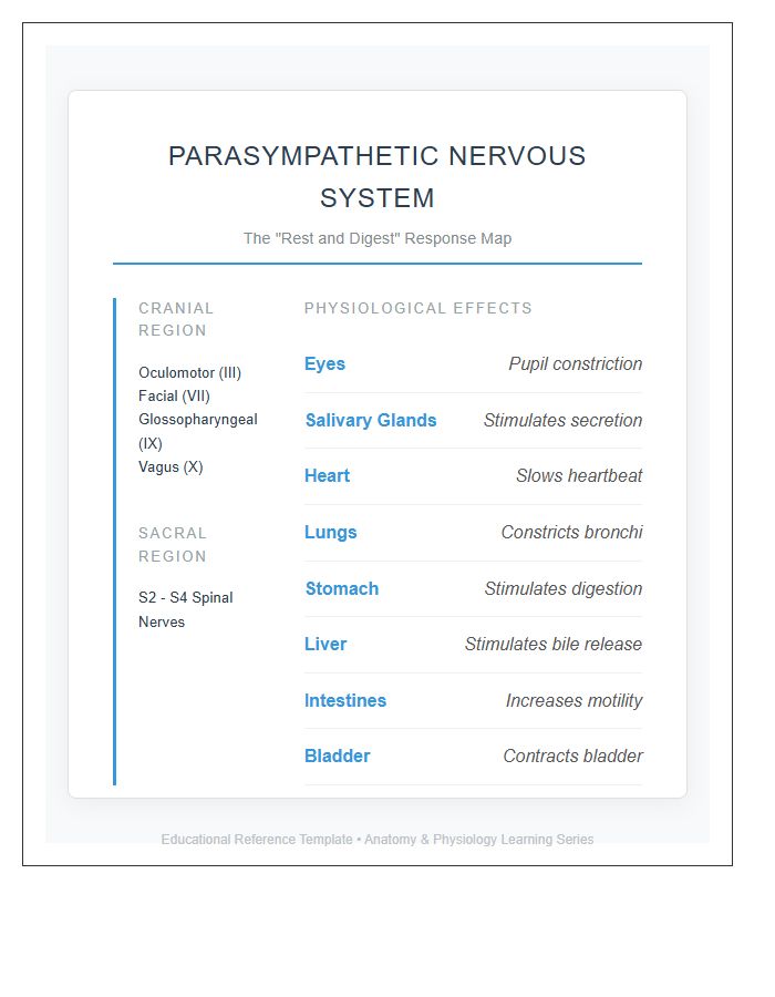 Parasympathetic Nervous System Map Printable Learning Chart