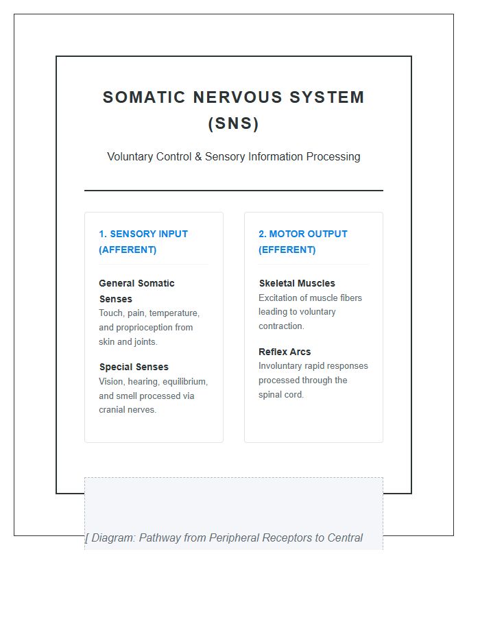 Somatic Nervous System Map Printable Classroom Chart