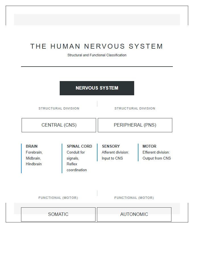 Structural Nervous System Diagram Printable Poster Chart