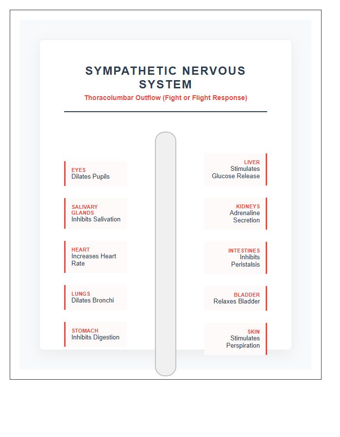 Sympathetic Nervous System Diagram Printable Science Chart