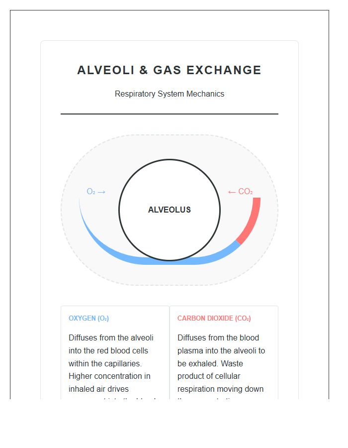 Alveoli And Gas Exchange Printable Chart Diagram
