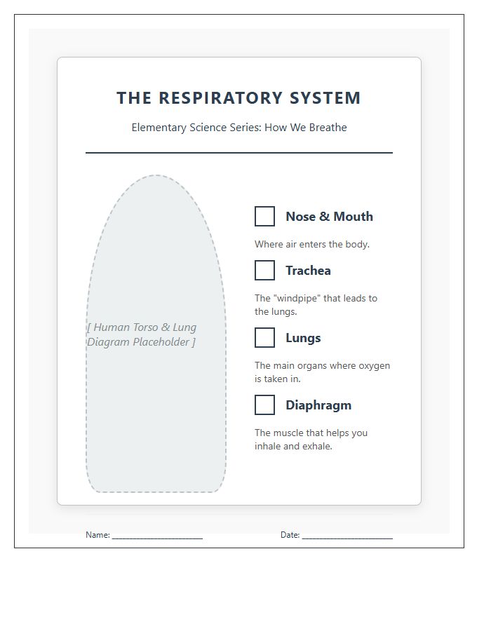 Elementary Science Respiratory System Printable Chart Diagram