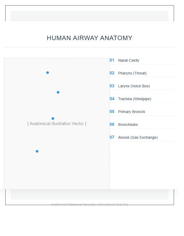 Human Airway Anatomy Printable Chart Diagram
