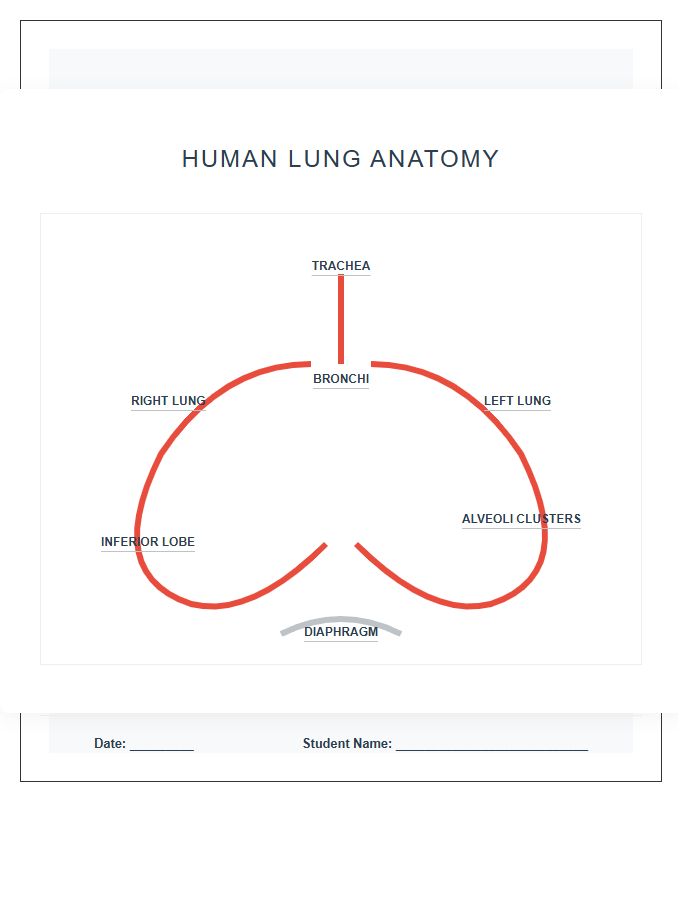 Human Anatomy Lung Labeled Printable Chart Diagram