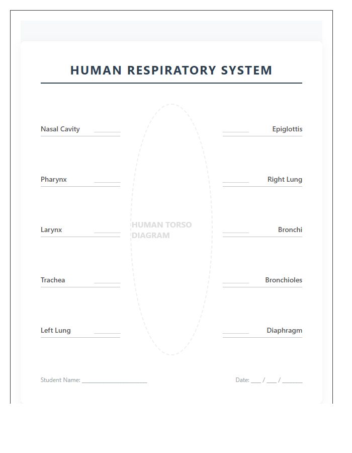 Human Respiratory System Anatomy Printable Chart Diagram