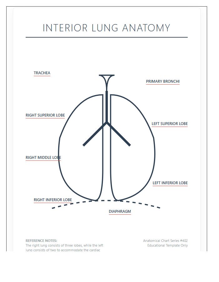 Interior Lung Anatomy Printable Chart Diagram