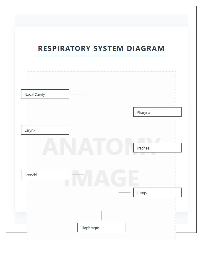 Labeled Respiratory System Parts Printable Chart Diagram