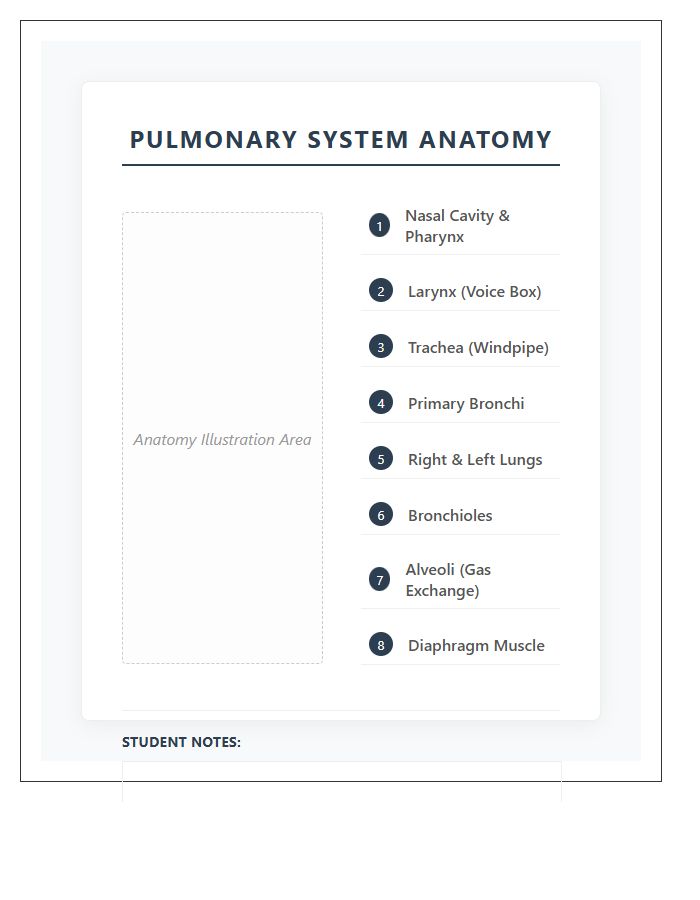 Pulmonary System Anatomy Printable Chart Diagram