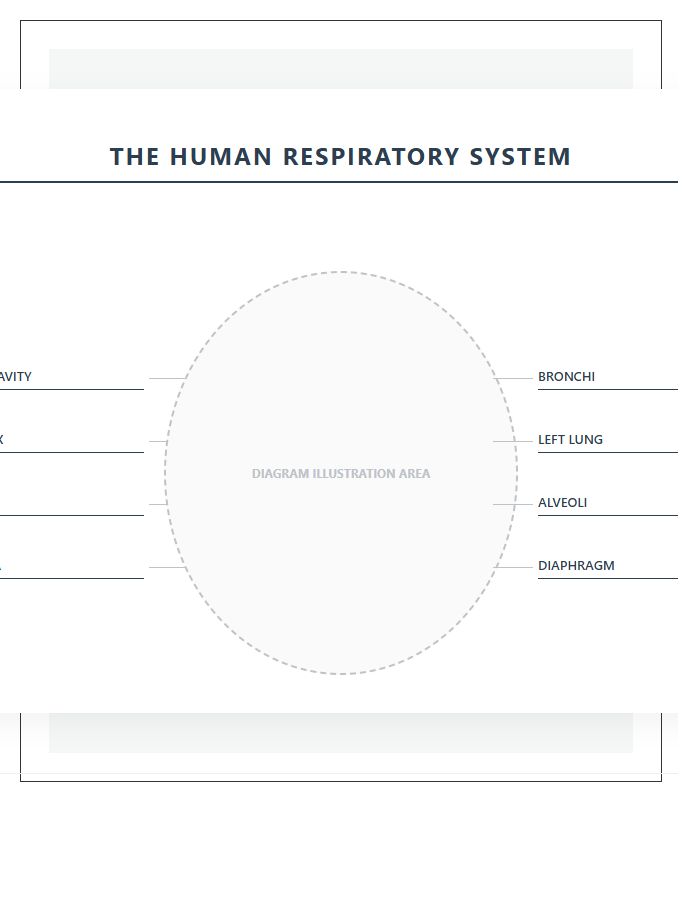 Respiratory System Educational Printable Chart Diagram