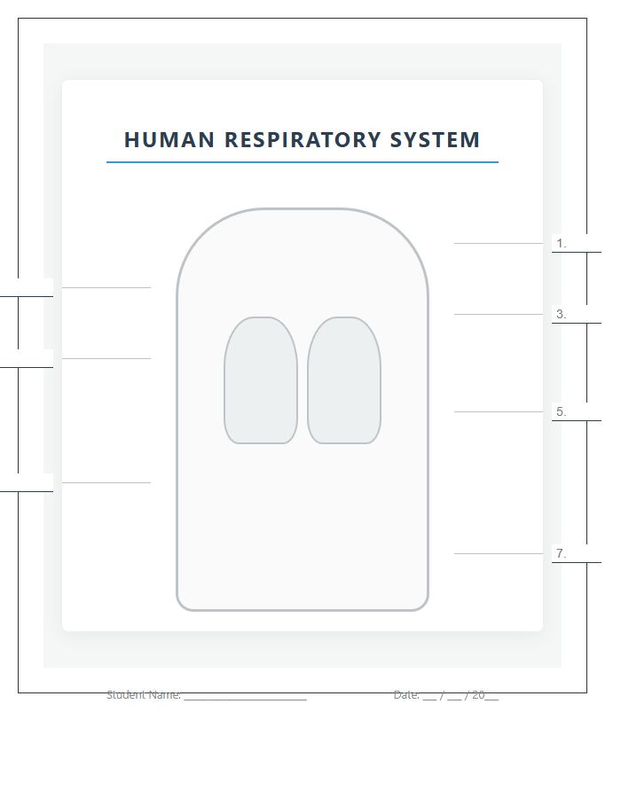 Respiratory System For Biology Class Printable Chart Diagram
