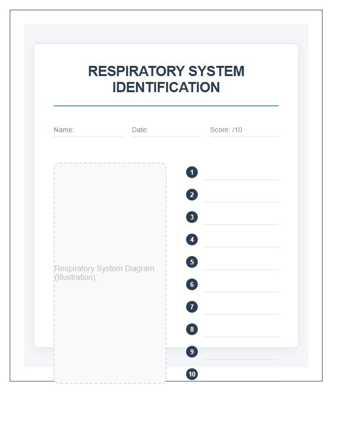 Respiratory System Organs Identification Printable Chart Diagram