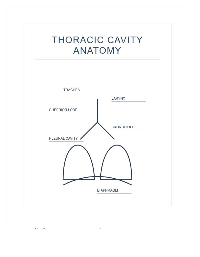 Thoracic Cavity Respiratory System Printable Chart Diagram