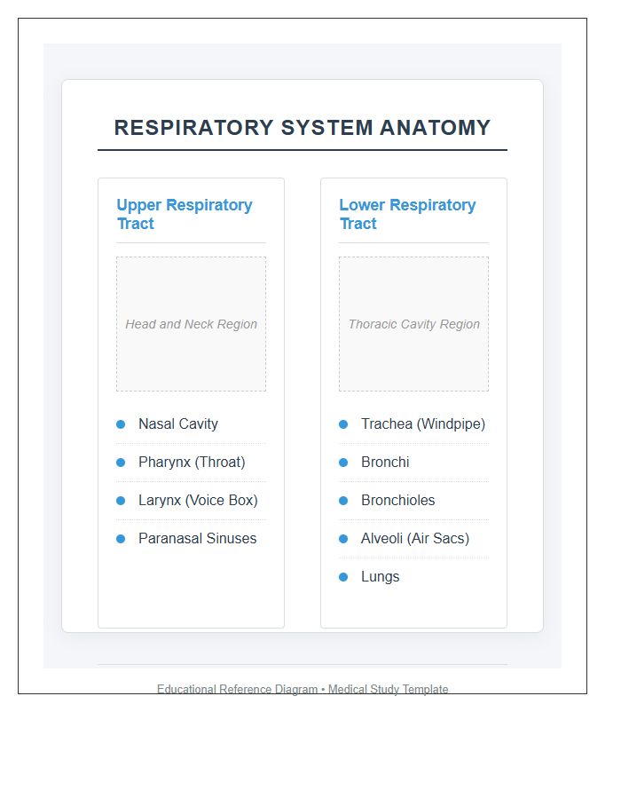 Upper And Lower Respiratory Tract Printable Chart Diagram