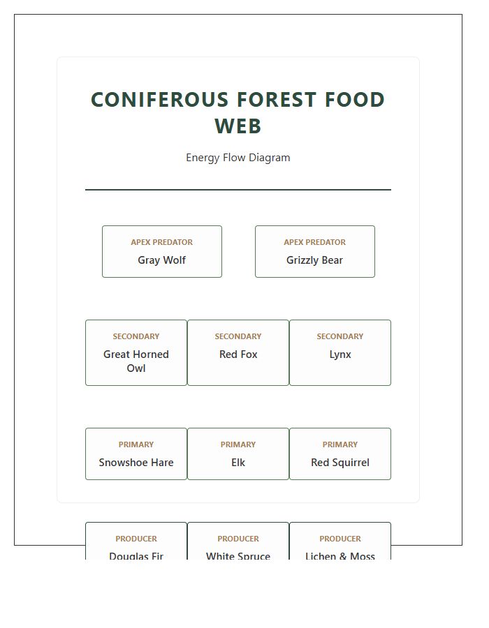 Coniferous Forest Food Web Printable Chart Diagram