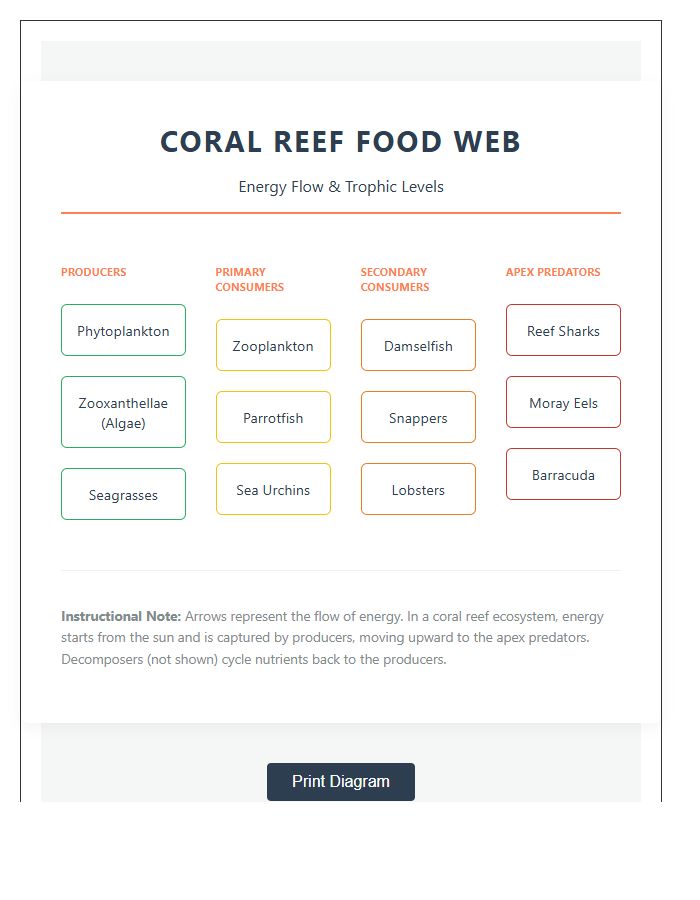 Coral Reef Food Web Printable Chart Diagram