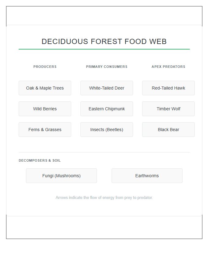 Deciduous Forest Food Web Printable Chart Diagram