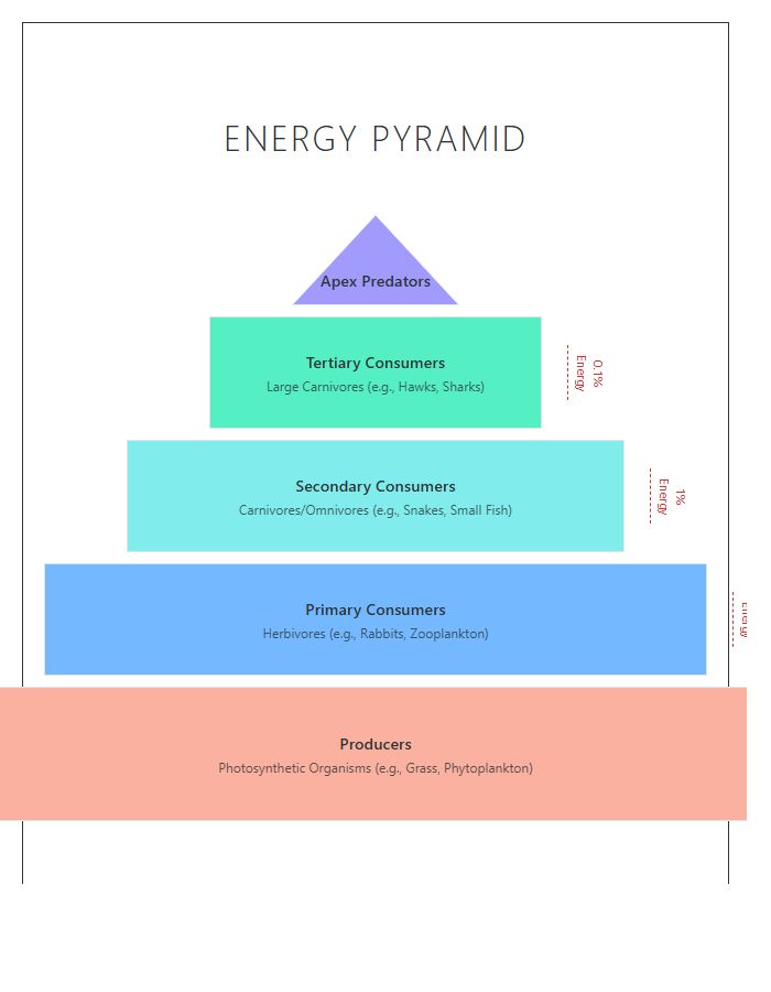 Energy Pyramid Ecosystem Printable Chart Diagram