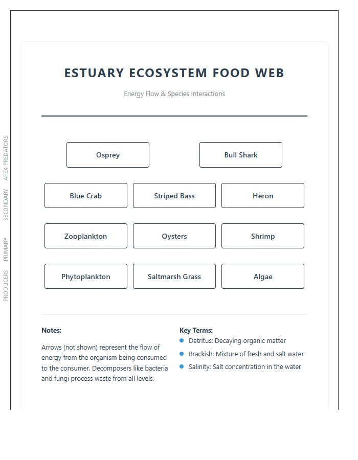 Estuary Ecosystem Food Web Printable Chart Diagram