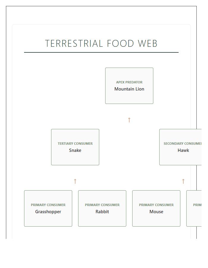 Terrestrial Ecosystem Food Web Printable Chart Diagram