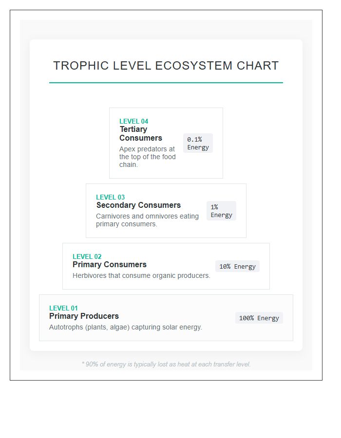 Trophic Level Ecosystem Printable Chart Diagram