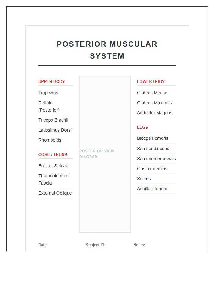 Biological Posterior Muscular System Printable Chart