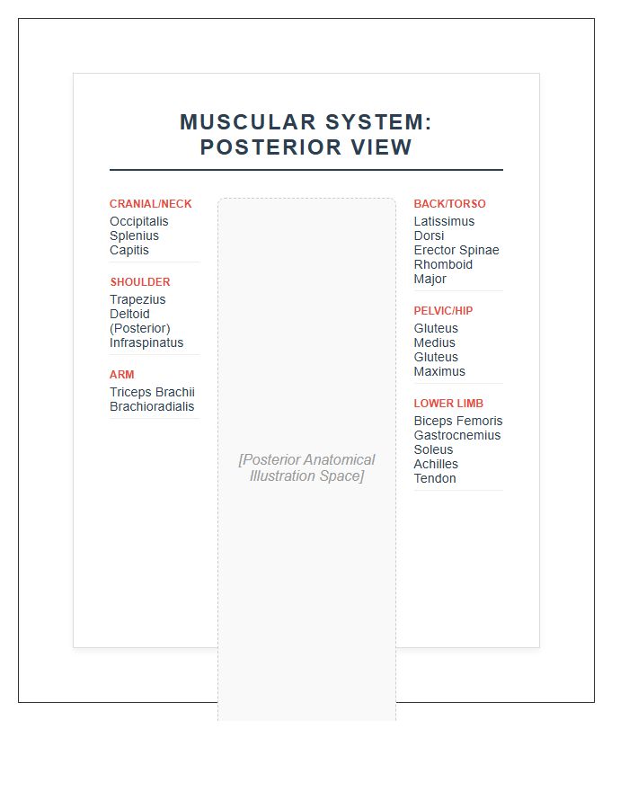 Clinical Posterior View Muscular System Printable Chart