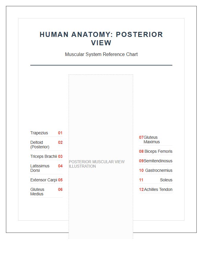 Human Anatomy Posterior View Muscular Printable Chart