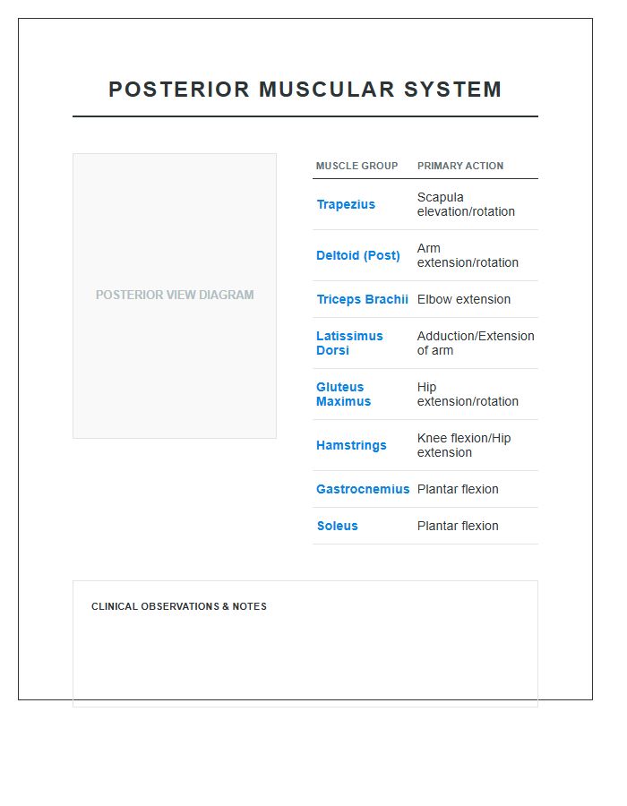 Human Body Posterior Muscles Printable Chart