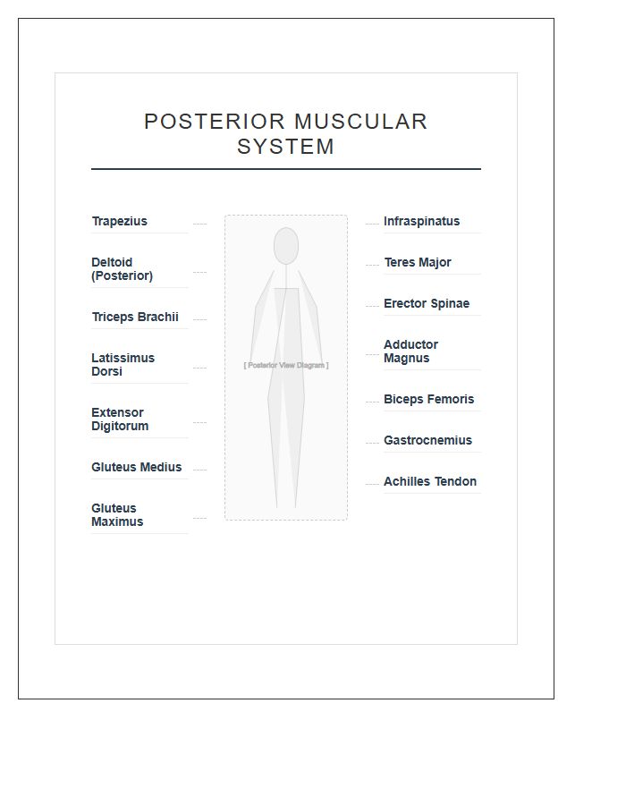 Human Muscular System Posterior Diagram Printable Chart