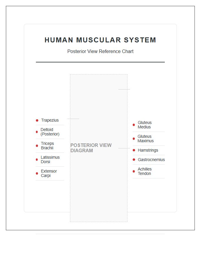 Human Muscular System Posterior View Printable Chart