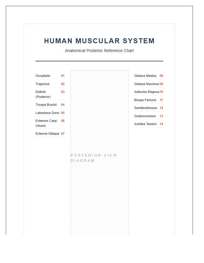 Medical Human Muscular System Posterior Printable Chart