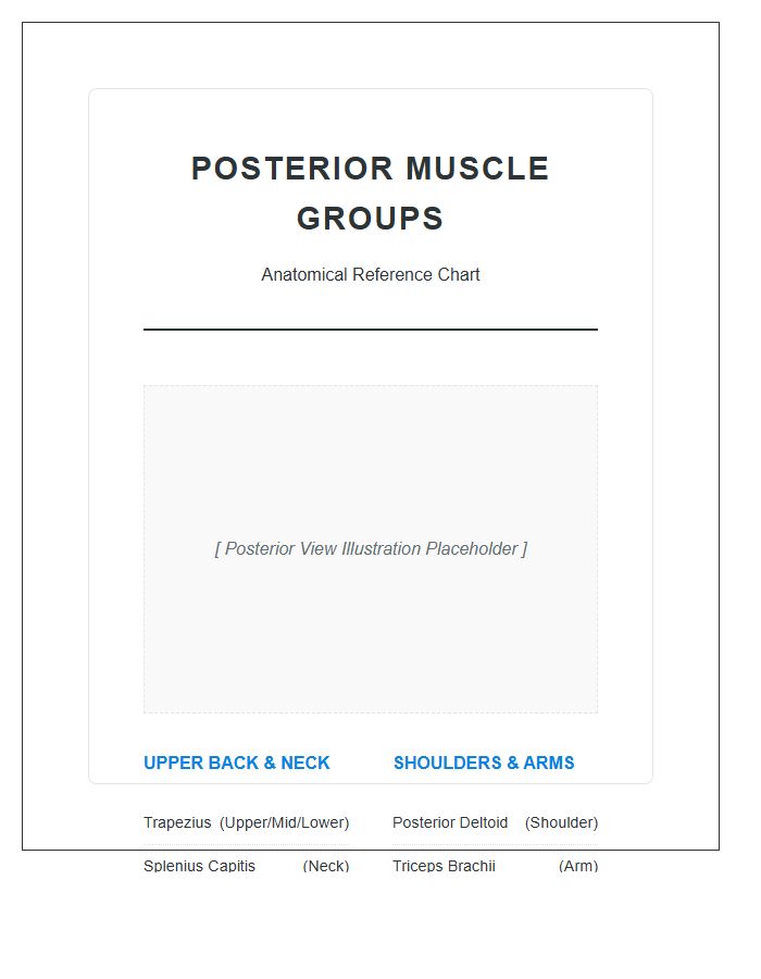 Posterior Muscle Groups Human Anatomy Printable Chart