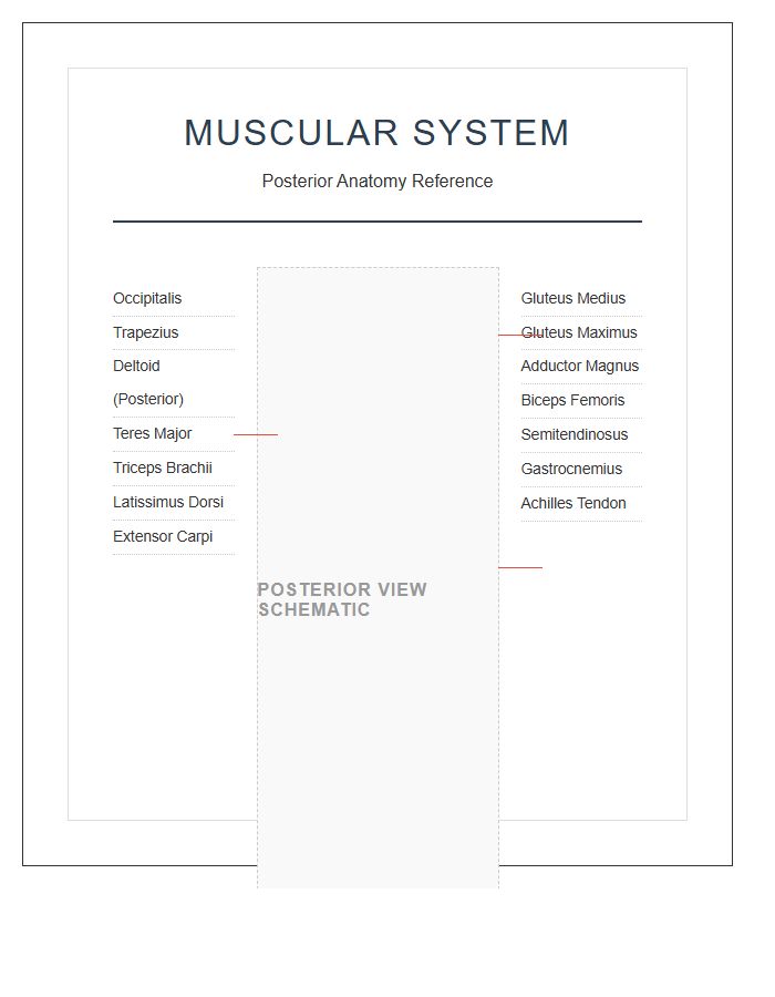 Professional Human Muscular System Posterior Printable Chart