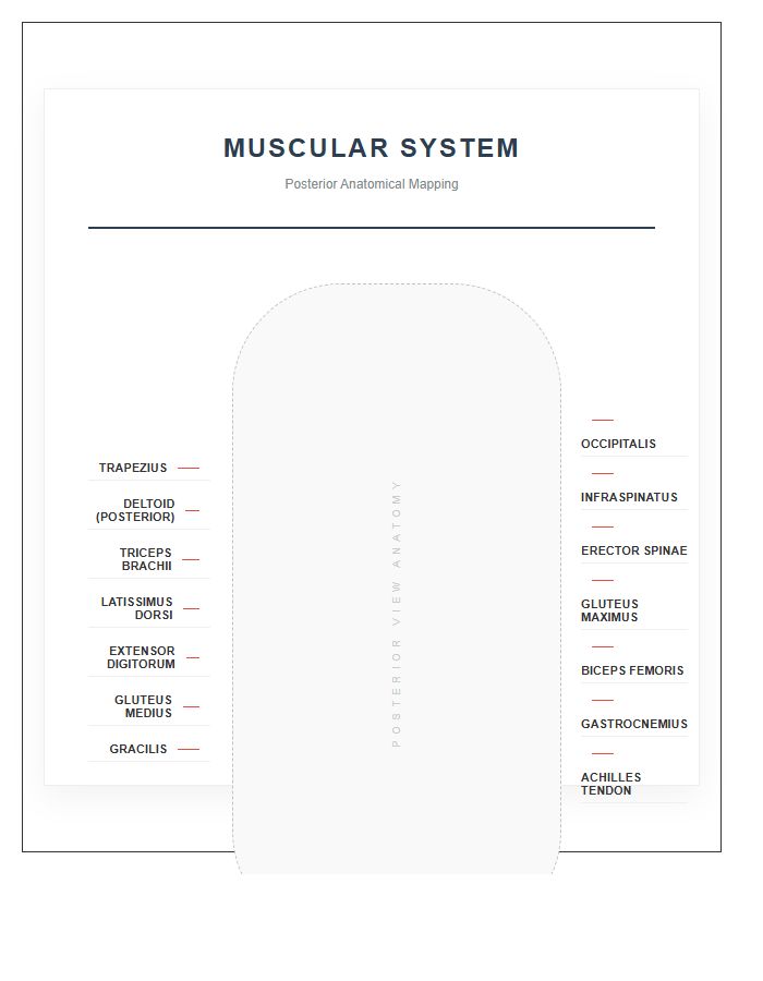 Scientific Posterior View Muscular System Printable Chart