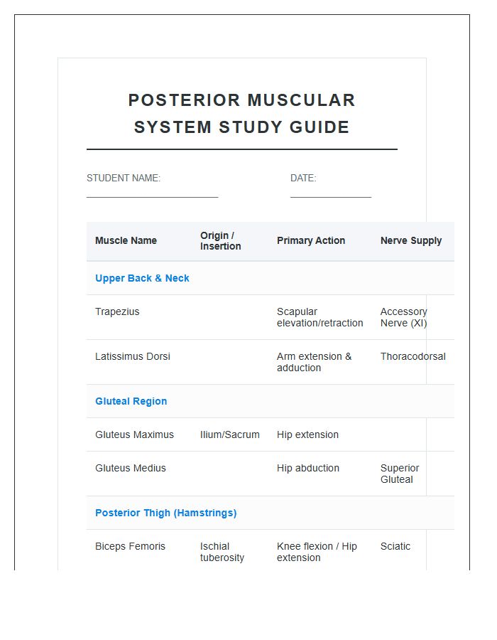 Study Guide Posterior Muscular System Printable Chart