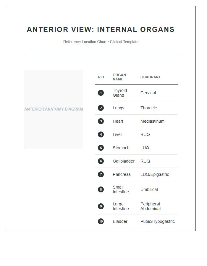 Anterior View Internal Organs Locations Printable Chart