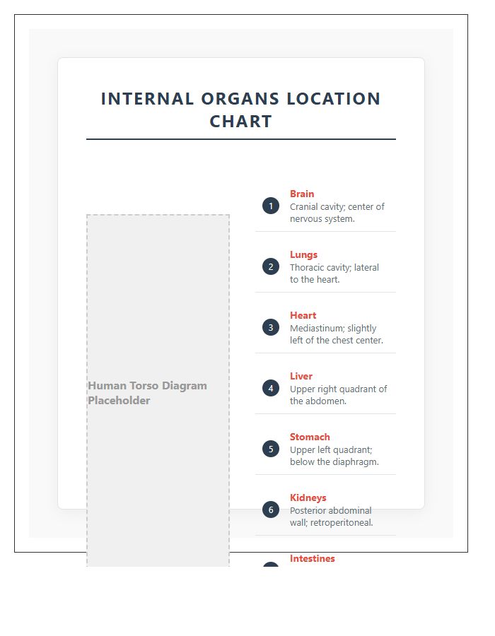 Clear Diagram Internal Organs Locations Printable Chart