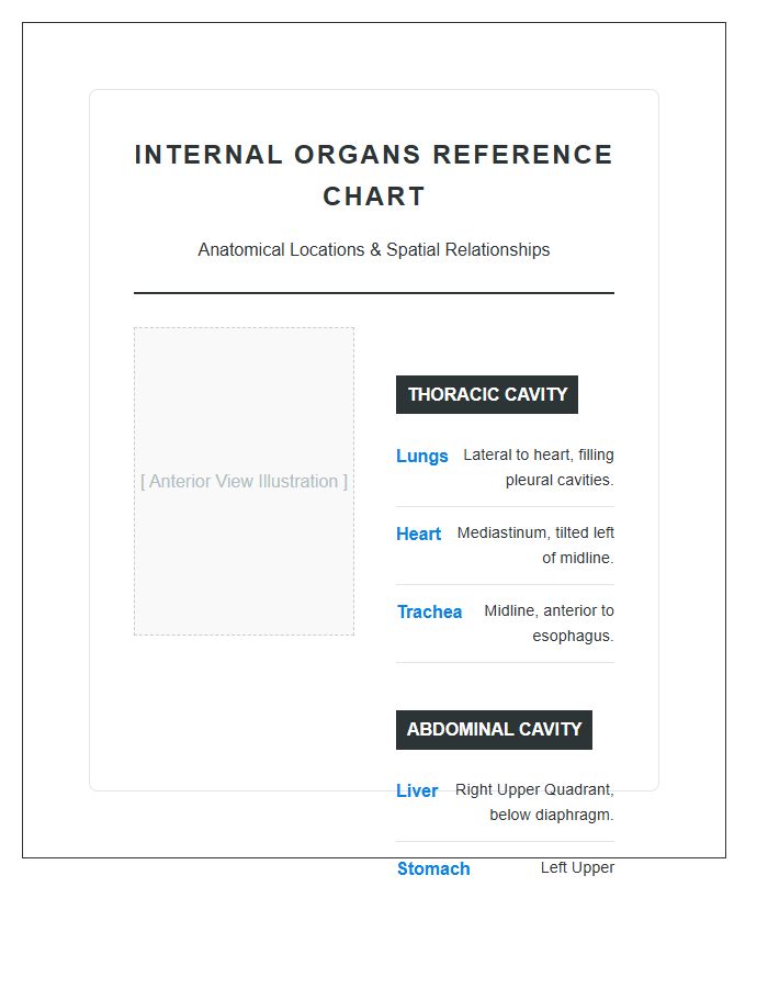 Full Body Internal Organs Locations Printable Chart