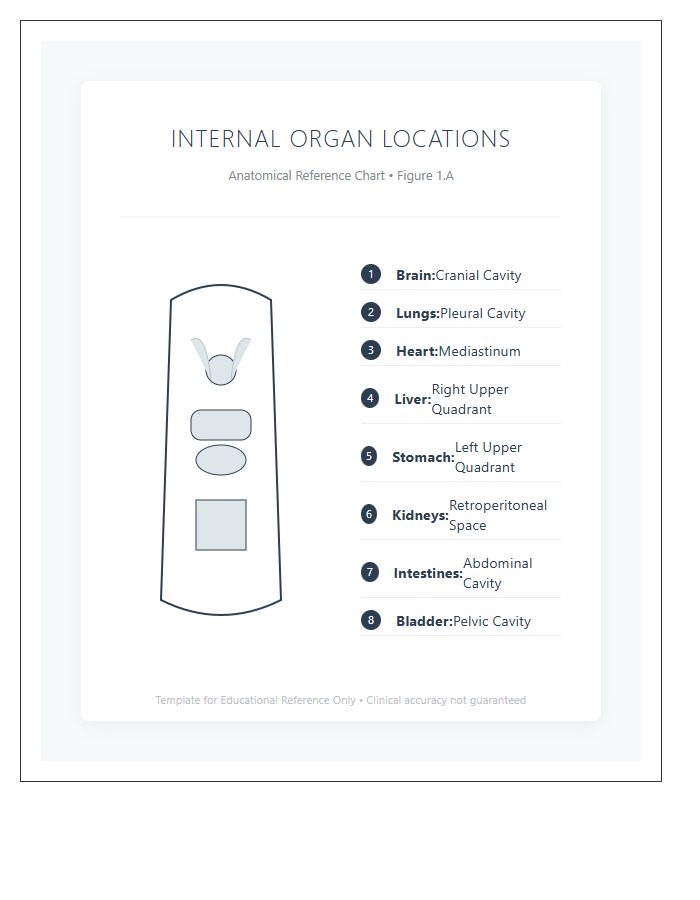Medical Illustration Internal Organs Locations Printable Chart