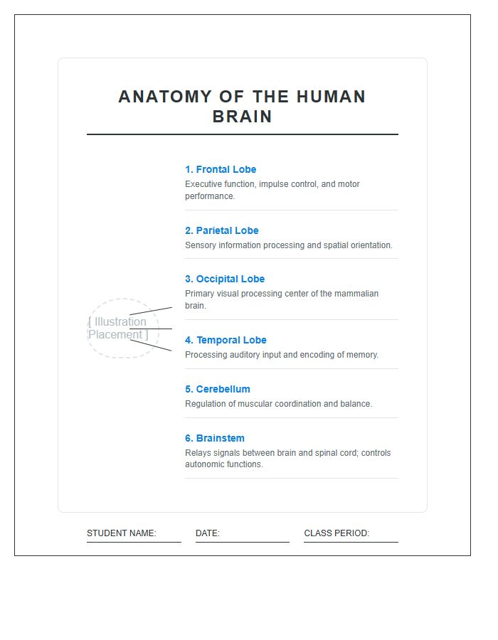 Biology Classroom Brain Anatomy Printable Chart