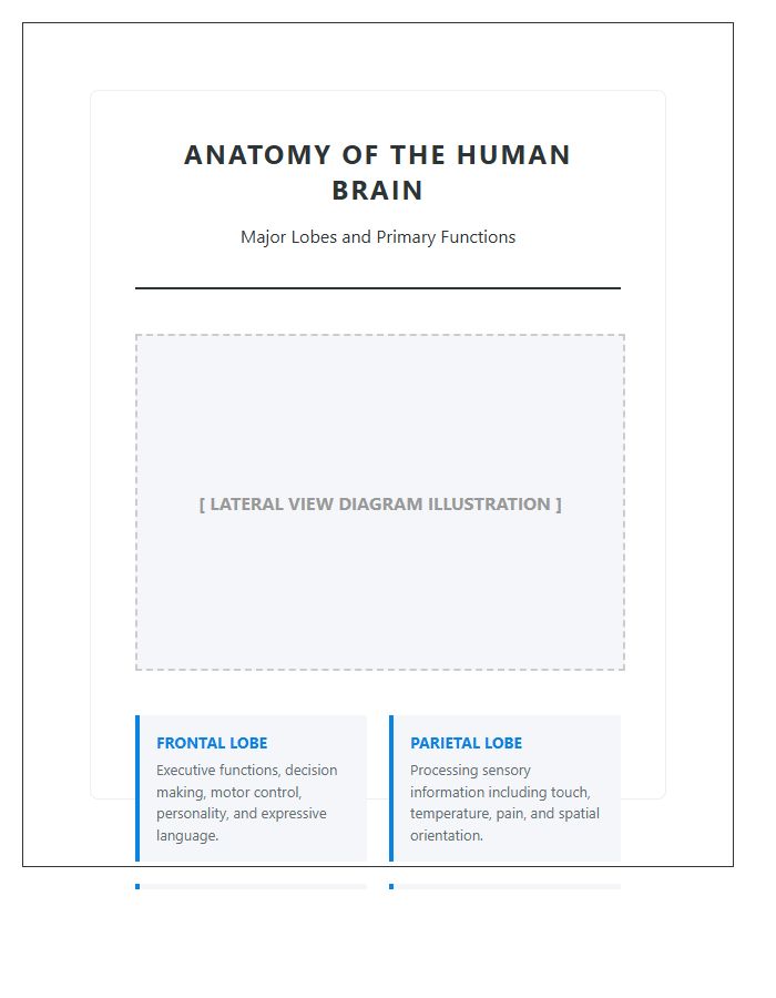 Human Brain Structure Lobes Anatomy Printable Chart