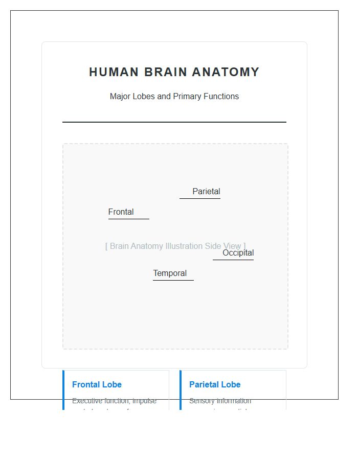 Labeled Human Brain Anatomy Lobes Printable Chart