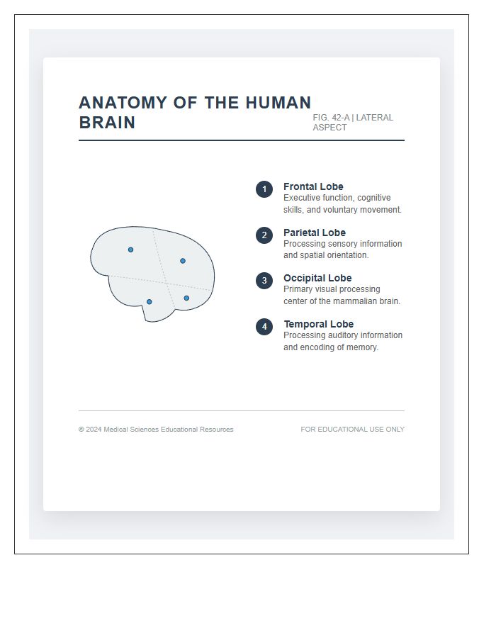 Professional Medical Brain Anatomy Printable Chart