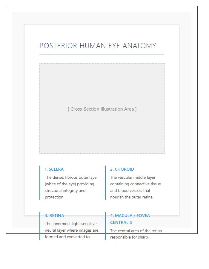 Posterior Human Eye Anatomy Layers Printable Chart
